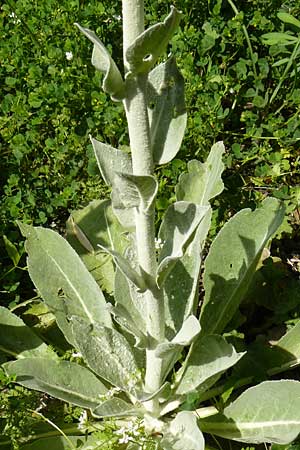 Verbascum mucronatum \ Stachelspitzige K�nigskerze / Elongated Mullein, Lesbos Agiasos 24.4.2014