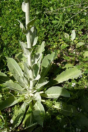Verbascum mucronatum \ Stachelspitzige K�nigskerze / Elongated Mullein, Lesbos Agiasos 24.4.2014