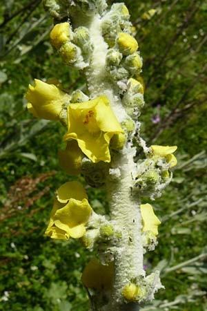 Verbascum mucronatum \ Stachelspitzige K�nigskerze / Elongated Mullein, Lesbos Agiasos 24.4.2014
