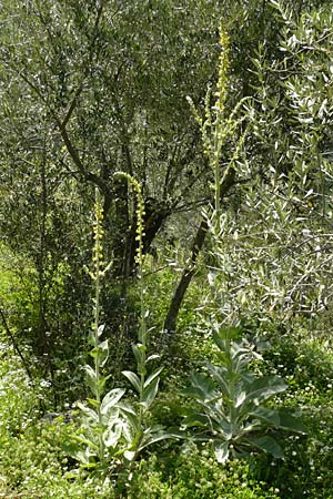 Verbascum mucronatum \ Stachelspitzige K�nigskerze / Elongated Mullein, Lesbos Agiasos 24.4.2014