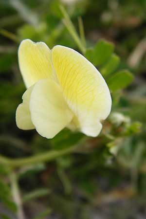 Vicia hybrida \ Hybrid-Wicke / Hairy Vellow-Vetch, Lesbos Mytilini 13.4.2014