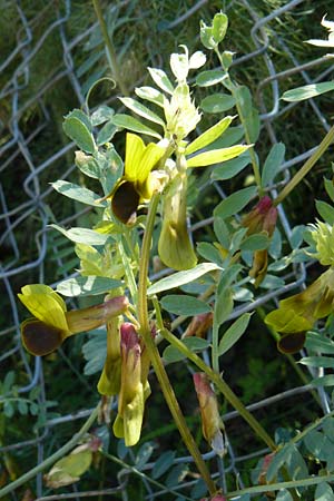 Vicia melanops \ Schwarzfl�gelige Wicke, Lesbos Andissa 14.4.2014