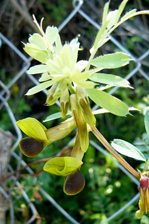 Vicia melanops \ Schwarzfl�gelige Wicke, Lesbos Andissa 14.4.2014