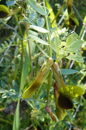 Vicia melanops \ Schwarzfl�gelige Wicke, Lesbos Andissa 14.4.2014