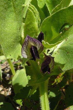 Vicia johannis var. johannis \ Maus-Wicke / Johannis Vetch, Lesbos Agiasos 15.4.2014