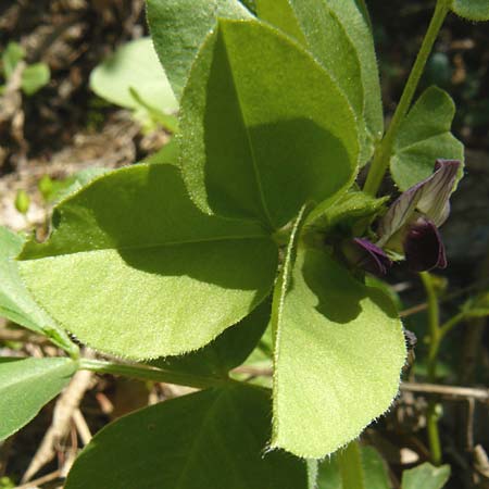 Vicia johannis var. johannis \ Maus-Wicke / Johannis Vetch, Lesbos Agiasos 15.4.2014