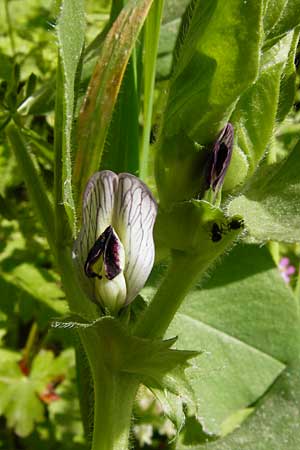 Vicia johannis var. johannis \ Maus-Wicke / Johannis Vetch, Lesbos Agiasos 24.4.2014