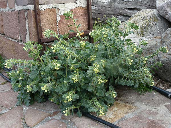 Hyoscyamus albus \ Wei&szlig;es Bilsenkraut / Round-Leaved Henbane, Lesbos Molyvos 19.4.2014