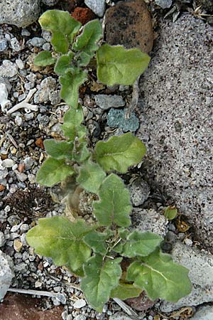 Hyoscyamus albus \ Wei&szlig;es Bilsenkraut / Round-Leaved Henbane, Lesbos Molyvos 19.4.2014
