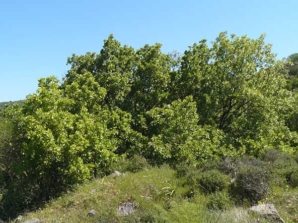 Quercus ithaburensis subsp. macrolepis \ Wallonen-Eiche / Valonian Oak, Lesbos Andissa 14.4.2014