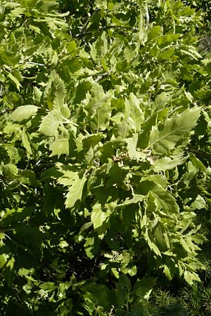 Quercus ithaburensis subsp. macrolepis \ Wallonen-Eiche / Valonian Oak, Lesbos Andissa 14.4.2014