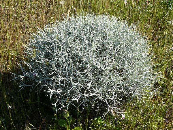 Centaurea spinosa \ Dornige Flockenblume / Prickly-Branched Centaury, Lesbos Sigri 14.4.2014