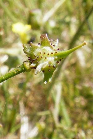 Bunias erucago \ Flgel-Zackenschtchen / Southern Warty Cabbage, Lesbos Sigri 14.4.2014