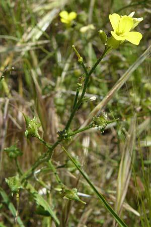 Bunias erucago \ Flgel-Zackenschtchen / Southern Warty Cabbage, Lesbos Sigri 14.4.2014