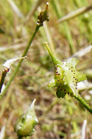 Bunias erucago \ Flgel-Zackenschtchen / Southern Warty Cabbage, Lesbos Sigri 14.4.2014