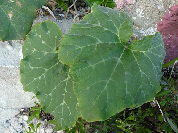 Cucurbita pepo var. italica \ Zucchini / Courgette, Lesbos Plomari 20.4.2014