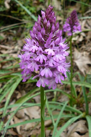 Anacamptis pyramidalis \ Pyramidenorchis, Hundswurz, Lesbos,  Plomari 20.4.2014 