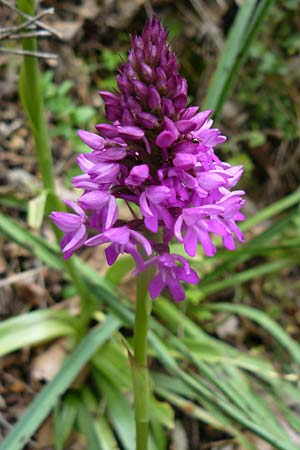 Anacamptis pyramidalis \ Pyramidenorchis, Hundswurz, Lesbos,  Plomari 20.4.2014 