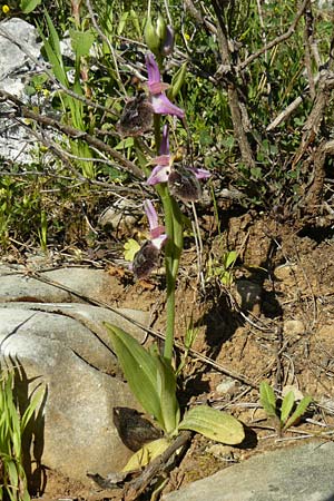 Ophrys ferrum-equinum \ Hufeisen-Ragwurz / Horseshoe Orchid, Lesbos,  Agiasos 15.4.2014 