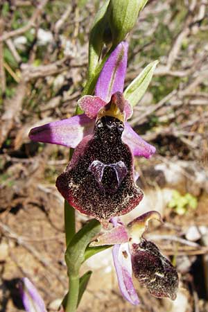 Ophrys ferrum-equinum \ Hufeisen-Ragwurz / Horseshoe Orchid, Lesbos,  Agiasos 15.4.2014 