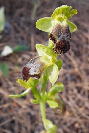 Ophrys bilunulata subsp. sancti-isidorii \ Sankt-Isidor-Ragwurz / Saint Isidore Bee Orchid, Lesbos,  Lambou Mili 16.4.2014 
