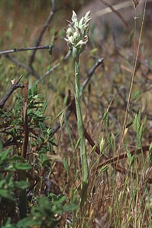 Anacamptis coriophora subsp. fragrans \ Wohlriechendes Knabenkraut / Fragrant Orchid (Farbvariante / Color-Variant), Lesbos,  Ag. Stephano 15.5.1995