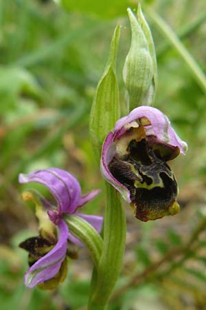 Ophrys homeri \ Homers Ragwurz / Homer's Bee Orchid, Lesbos,  Asomatos 17.4.2014 