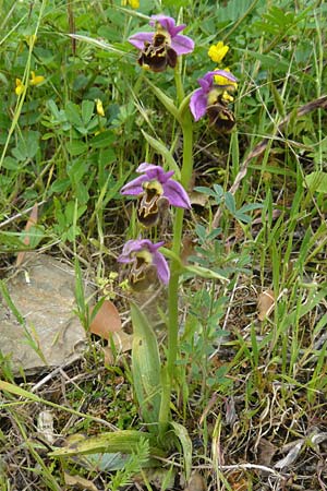 Ophrys homeri \ Homers Ragwurz / Homer's Bee Orchid, Lesbos,  Plomari 20.4.2014 