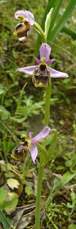 Ophrys homeri \ Homers Ragwurz / Homer's Bee Orchid, Lesbos,  Plomari 20.4.2014 