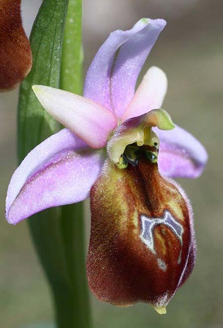 Ophrys lesbis \ Lesbos-Ragwurz / Lesbos Bee Orchid, Lesbos,  Nordwesten/Northwest 4.5.2009 (Photo: Helmut Presser)