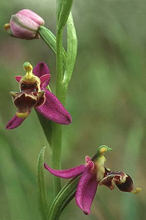 Ophrys minutula / Elisabeth's Small-flowered Bee Orchid, Lesbos,  Megalohori 12.5.1995 