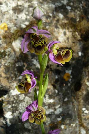 Ophrys homeri \ Homers Ragwurz / Homer's Bee Orchid, Lesbos,  Asomatos 24.4.2014 