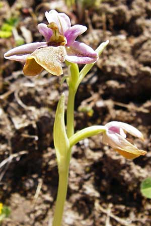 Ophrys lesbis \ Lesbos-Ragwurz / Lesbos Bee Orchid, Lesbos,  Andissa 14.4.2014 
