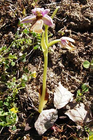 Ophrys lesbis \ Lesbos-Ragwurz / Lesbos Bee Orchid, Lesbos,  Andissa 14.4.2014 