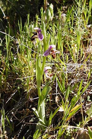 Ophrys minutula / Elisabeth's Small-flowered Bee Orchid, Lesbos,  Andissa 14.4.2014 