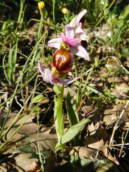 Ophrys lesbis \ Lesbos-Ragwurz / Lesbos Bee Orchid, Lesbos,  Andissa 12.4.2014 (Photo: Luc Segers)