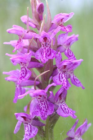Dactylorhiza baltica x curvifolia, Litauen/Lithuania,  Sargeliai 21.6.2011 (Photo: Helmut Presser)