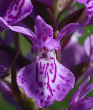 Dactylorhiza baltica x incarnata, Lettland/Latvia,  Liepaja 19.6.2011 (Photo: Helmut Presser)