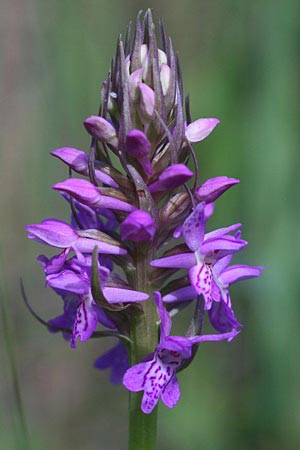 Dactylorhiza baltica x incarnata, Lettland/Latvia,  Liepaja 19.6.2011 (Photo: Helmut Presser)