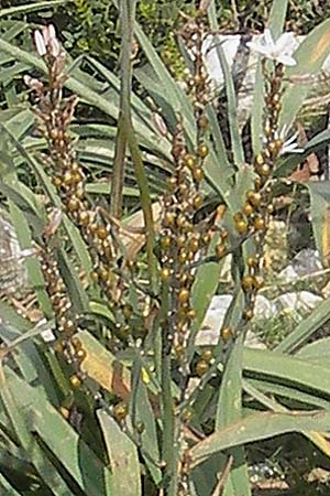 Asphodelus ramosus \ �stiger Affodill / Branched Asphodel, Mallorca/Majorca Andratx 26.4.2011