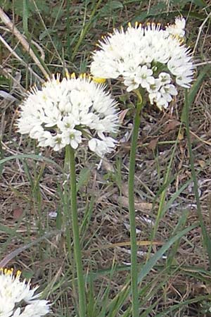 Allium subvillosum \ Wenigbehaarter Lauch, Zottiger Lauch / Western Mediterranean Garlic, Mallorca/Majorca Cala Pi 8.4.2012