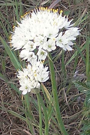 Allium subvillosum \ Wenigbehaarter Lauch, Zottiger Lauch / Western Mediterranean Garlic, Mallorca/Majorca Cala Pi 8.4.2012