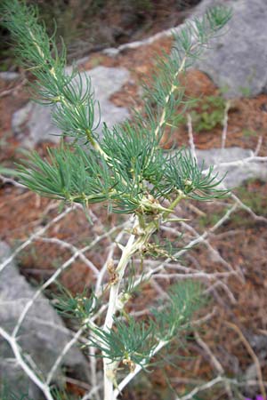 Asparagus albus \ Wei&szlig;st&auml;ngeliger Spargel / White Asparagus, Mallorca/Majorca Soller 23.4.2011