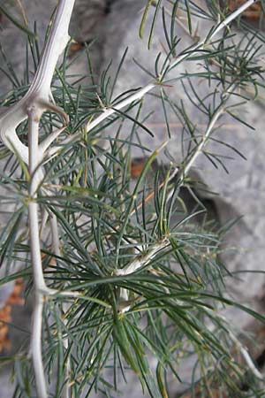 Asparagus albus \ Wei&szlig;st&auml;ngeliger Spargel / White Asparagus, Mallorca/Majorca Soller 23.4.2011
