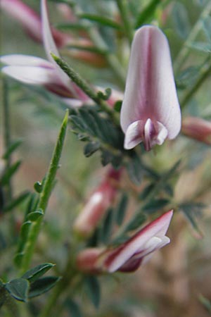 Astragalus balearicus \ Balearen-Tragant / Balearic Milk-Vetch, Mallorca/Majorca Soller Botan. Gar.  23.4.2011