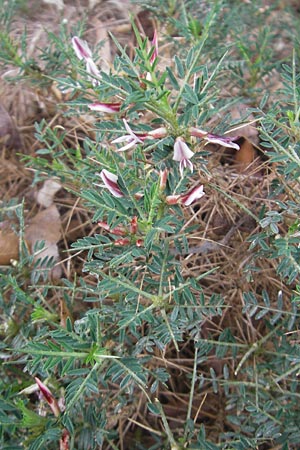 Astragalus balearicus \ Balearen-Tragant / Balearic Milk-Vetch, Mallorca/Majorca Soller Botan. Gar.  23.4.2011