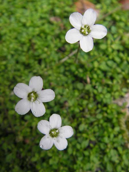 Arenaria balearica \ Balearen-Sandkraut / Corsican Sandwort, Mallorca/Majorca Lluc 24.4.2011
