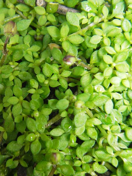 Arenaria balearica \ Balearen-Sandkraut / Corsican Sandwort, Mallorca/Majorca Lluc 24.4.2011