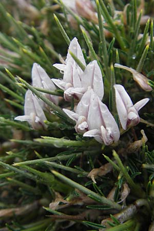 Astragalus balearicus \ Balearen-Tragant / Balearic Milk-Vetch, Mallorca/Majorca Cap Formentor 24.4.2011