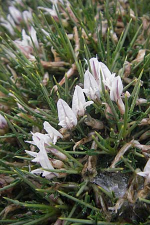Astragalus balearicus \ Balearen-Tragant / Balearic Milk-Vetch, Mallorca/Majorca Cap Formentor 24.4.2011